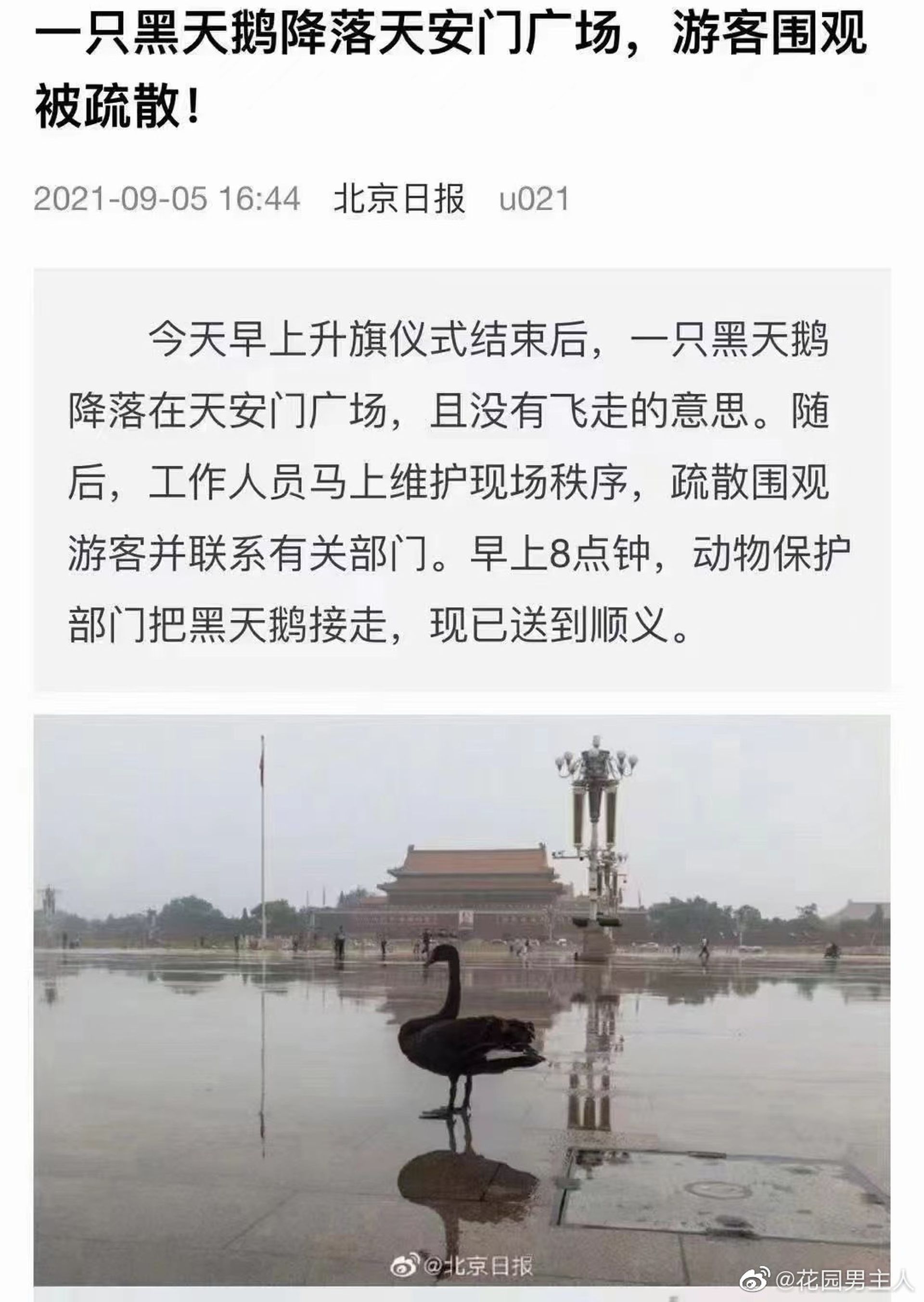北京媒体报道黑天鹅事件。（微博@北京日报）