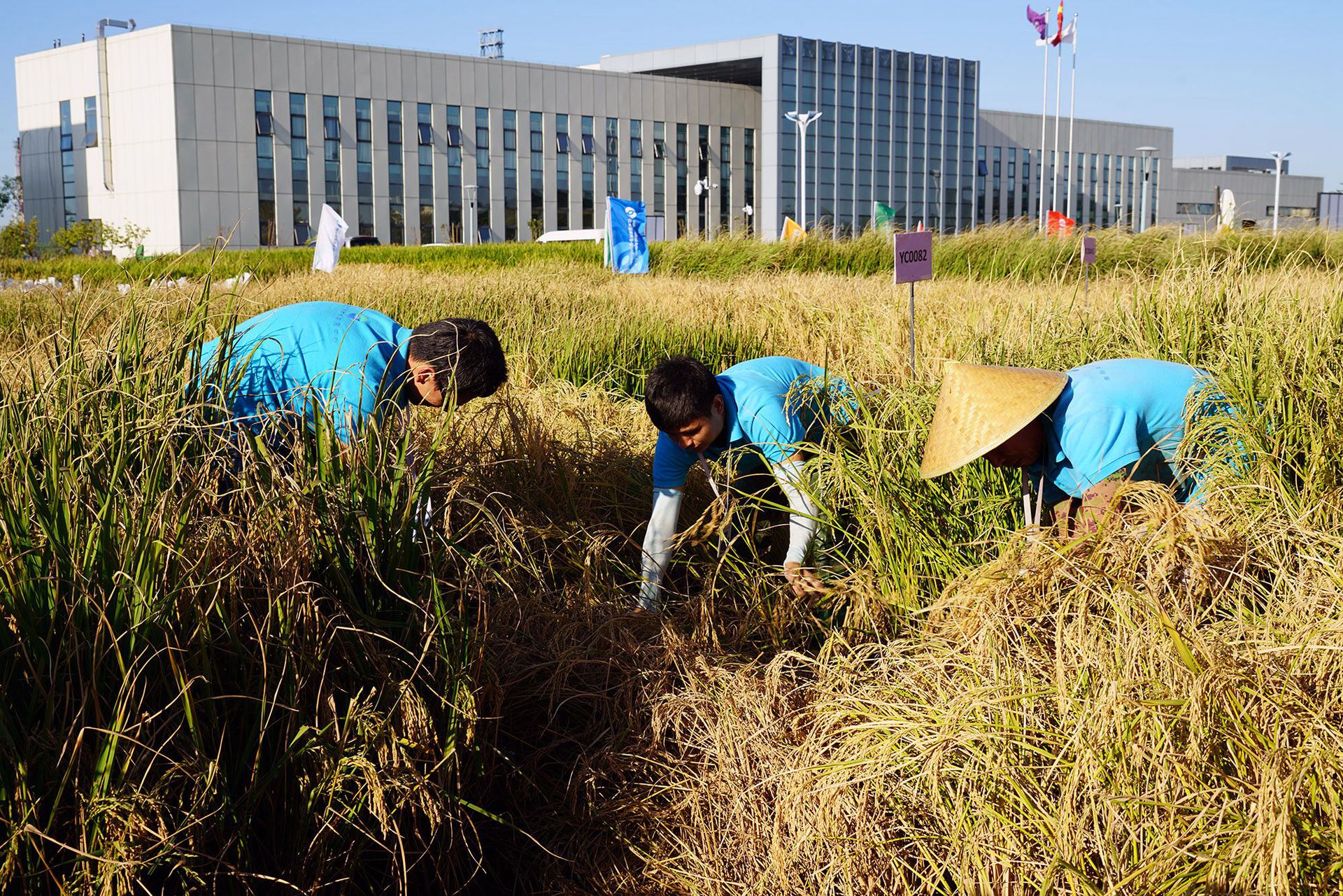 2017年9月28日，青岛海水稻研发中心工作人员收割耐盐碱水稻。（新华社）