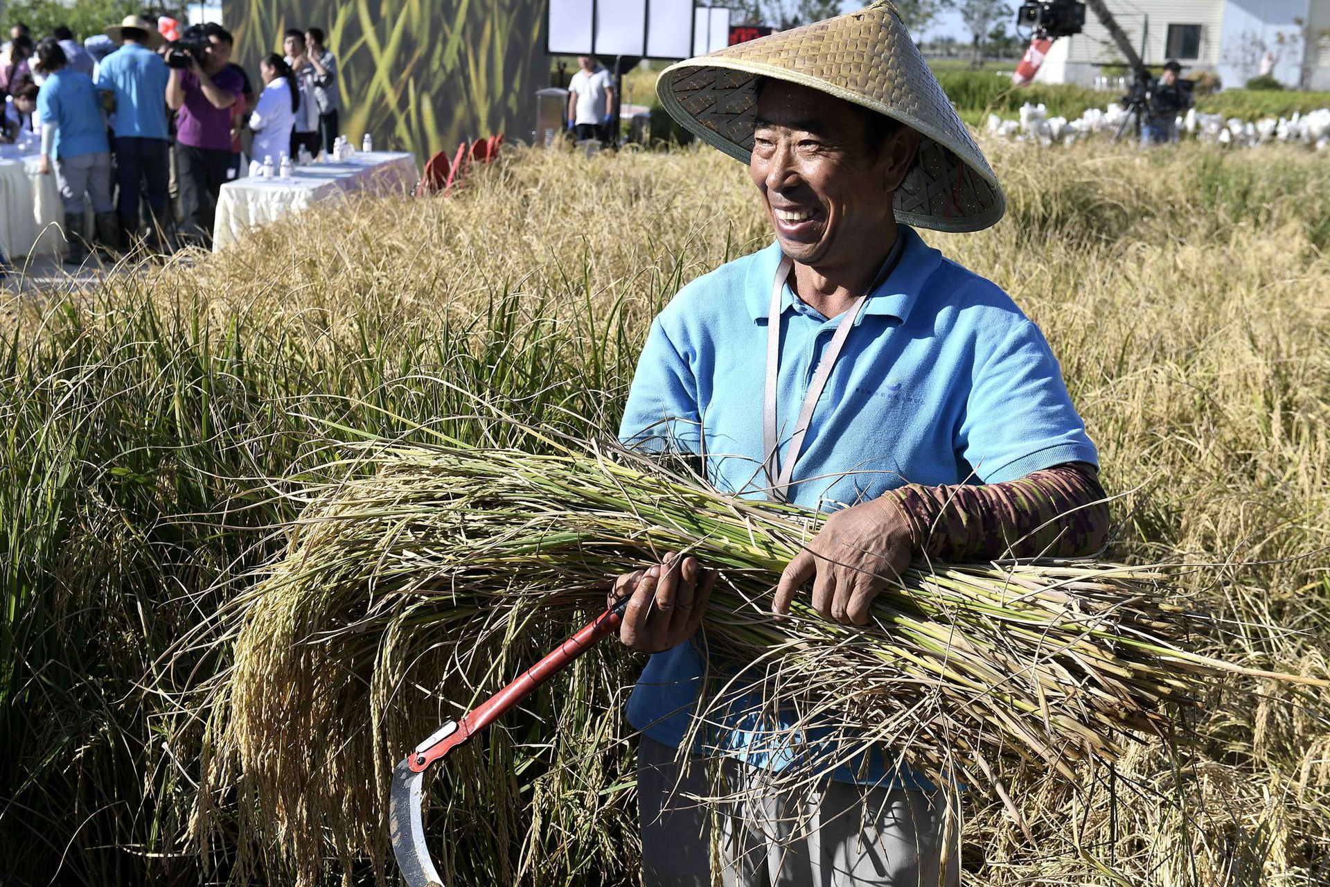 2017年9月28日，青岛海水稻研发中心工作人员对“海水稻”进行收割取样。 （新华社）