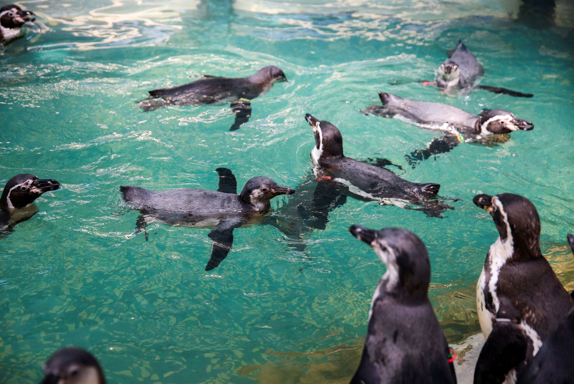 8月5日，在泰国曼谷附近的春武里动物园，由于新冠疫情导致游客不足，企鹅在游泳。（Reuters）