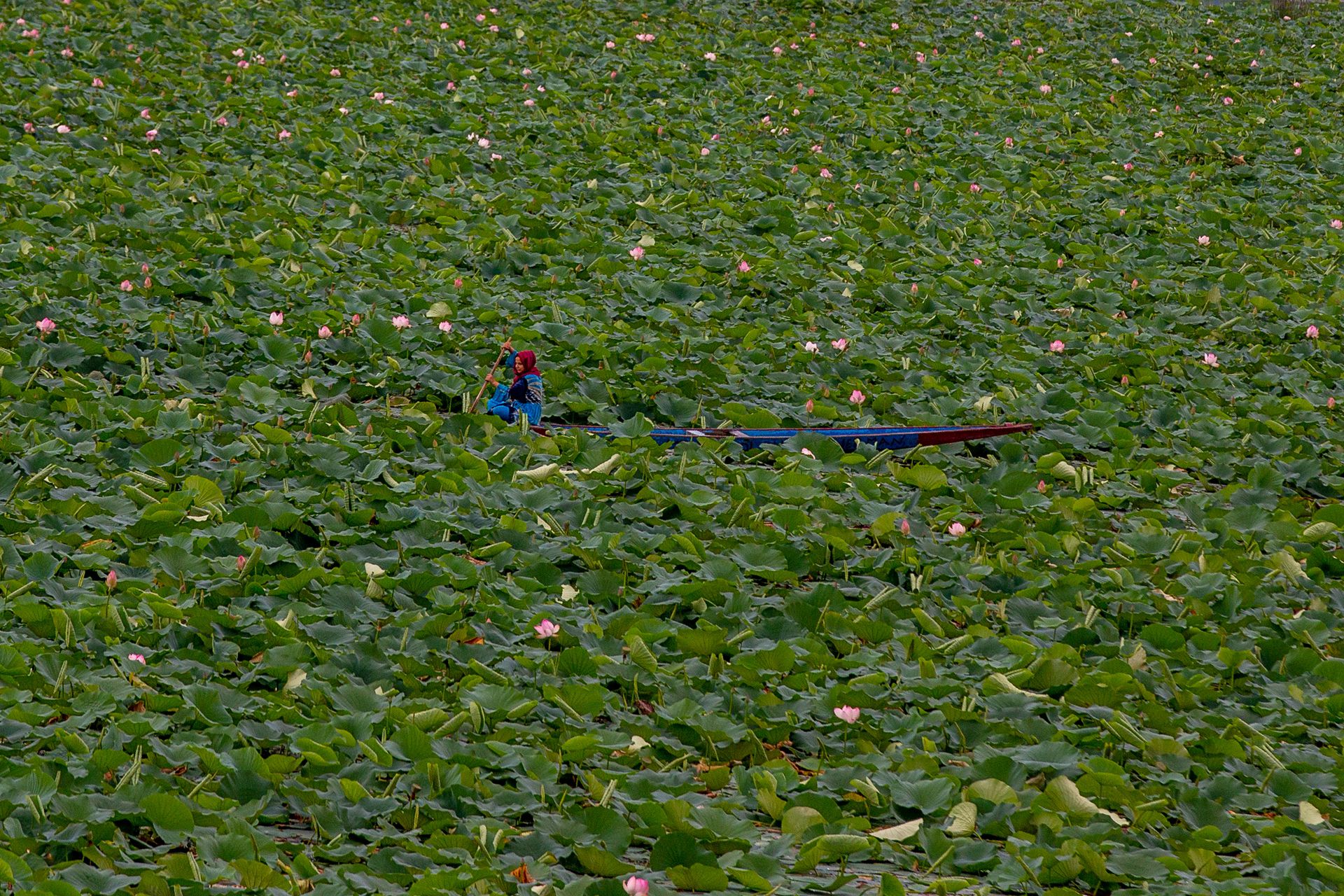 8月3日，一名克什米尔妇女在印度控制的克什米尔斯利那加的达尔湖上划船穿过莲花植物。（AP）