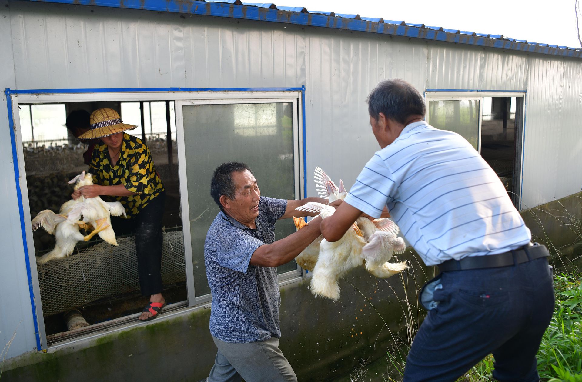 航拍王家坝开闸泄洪:村庄高地变孤岛一片汪洋…