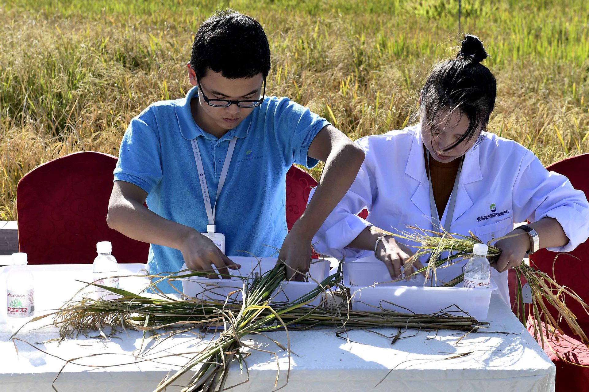 2017年9月28日，青岛海水稻研发中心工作人员将取样的“海水稻”手工脱粒。（ 新华社）