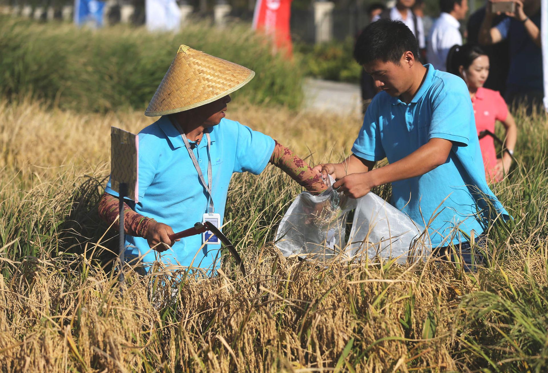 2017年9月28日，山东青岛测产专家和技术人员在稻田内收割“海水稻”。