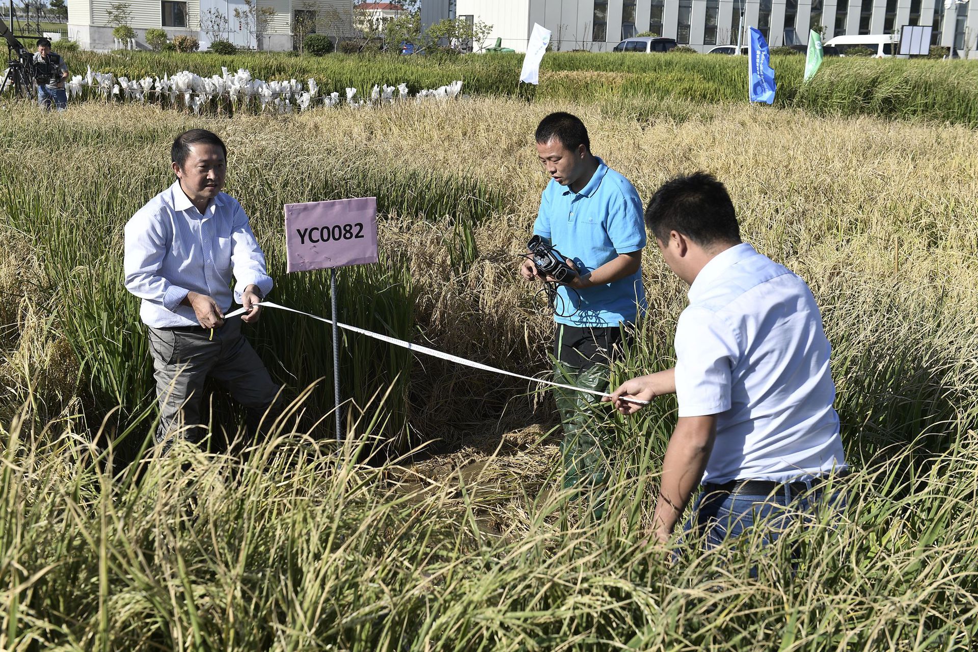 2017年9月28日，青岛海水稻研发中心测产专家组专家在对取样“海水稻”进行面积测量。（新华社）