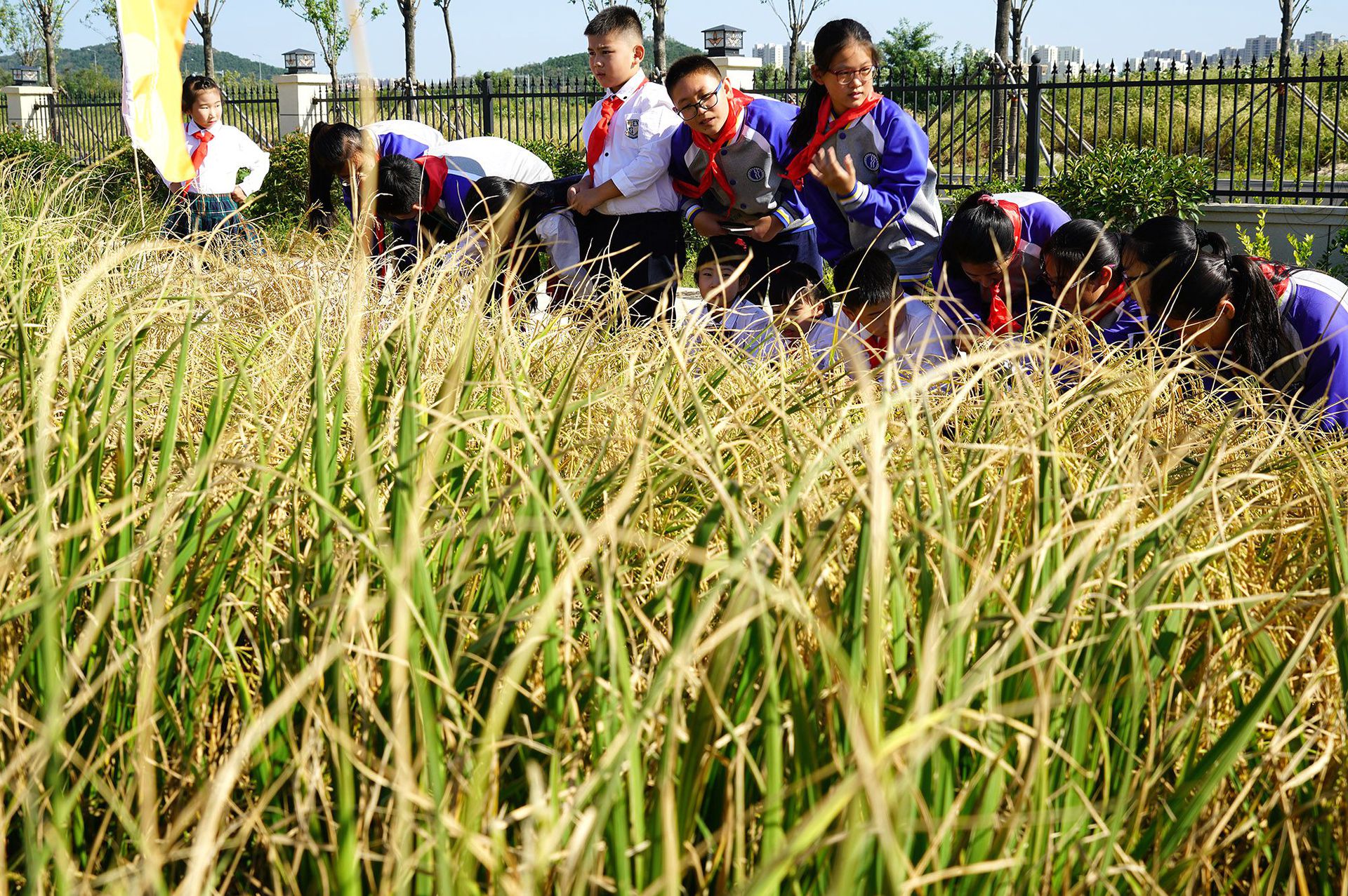 2017年9月28日，青岛第二实验小学学生在耐盐碱水稻收割现场观察种植的耐盐碱水稻。（ 新华社）