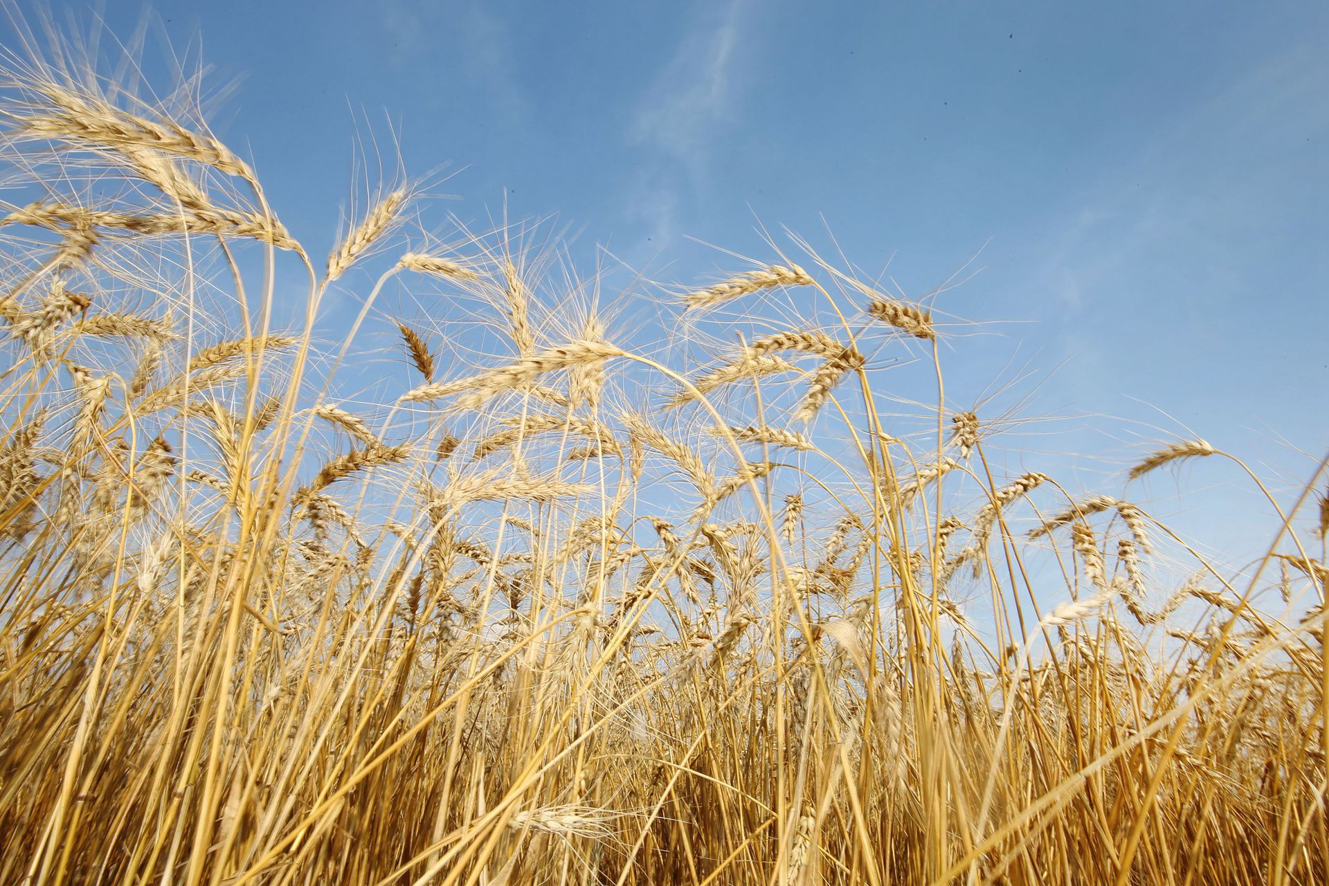 中国增加对澳大利亚小麦进口