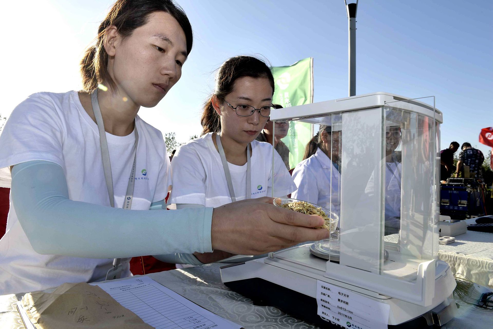 2017年9月28日，青岛海水稻研发中心工作人员对取样脱粒后的“海水稻”进行测重。 （新华社）
