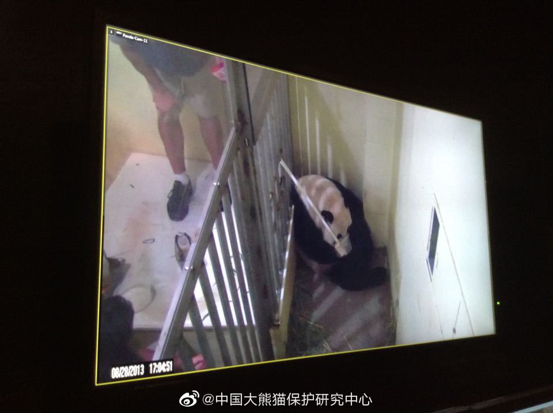 中美关系剑拔弩张之际大熊猫合作协议续签成功美媒提出一个忧虑 多维新闻 全球