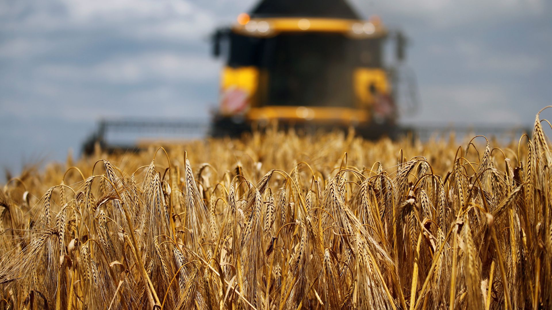 2020年5月19日起，澳大利亚对华出口的大麦将面临高达80.5%的关税，贸易总规模达10亿美元。（Reuters）