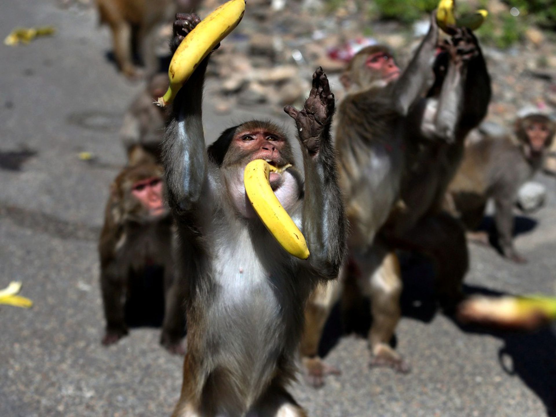 在印度全境封锁期间，被视为神灵象征的猕猴因此很难得到投喂，偶有志愿者喂食，猴群就显出兴奋的样子。（美联社）