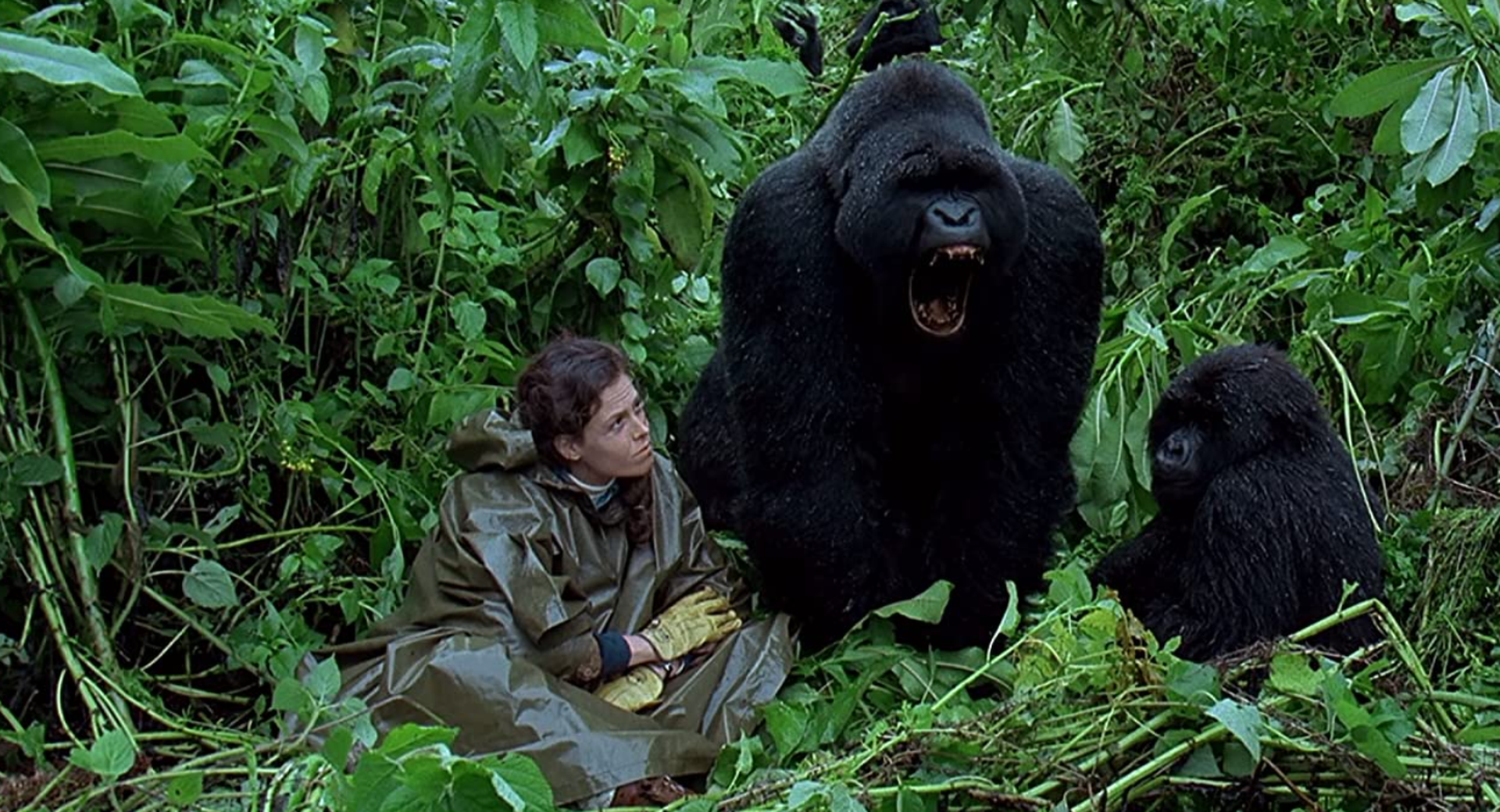 影视杂学 电影中的猩猩王们 西网中文网 台湾