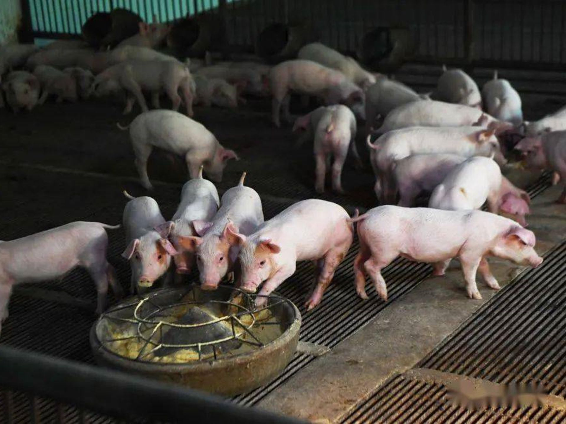 豬價下跌養殖户大面積虧損　中國官方應如何應對｜巨子點評