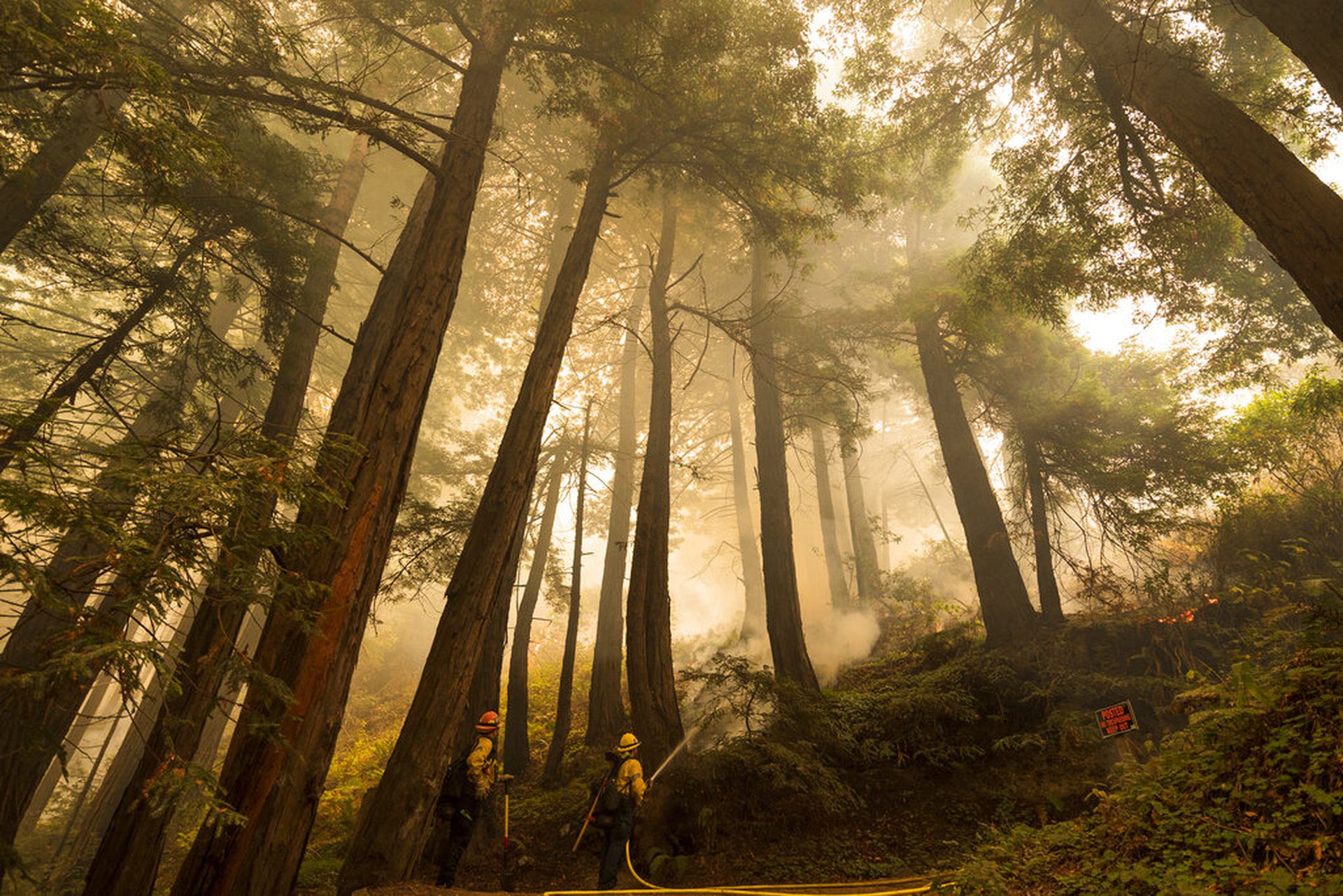 图为2020年9月11日，加州的消防员发射燃烧装置进行回烧，控制火势。 （AP）
