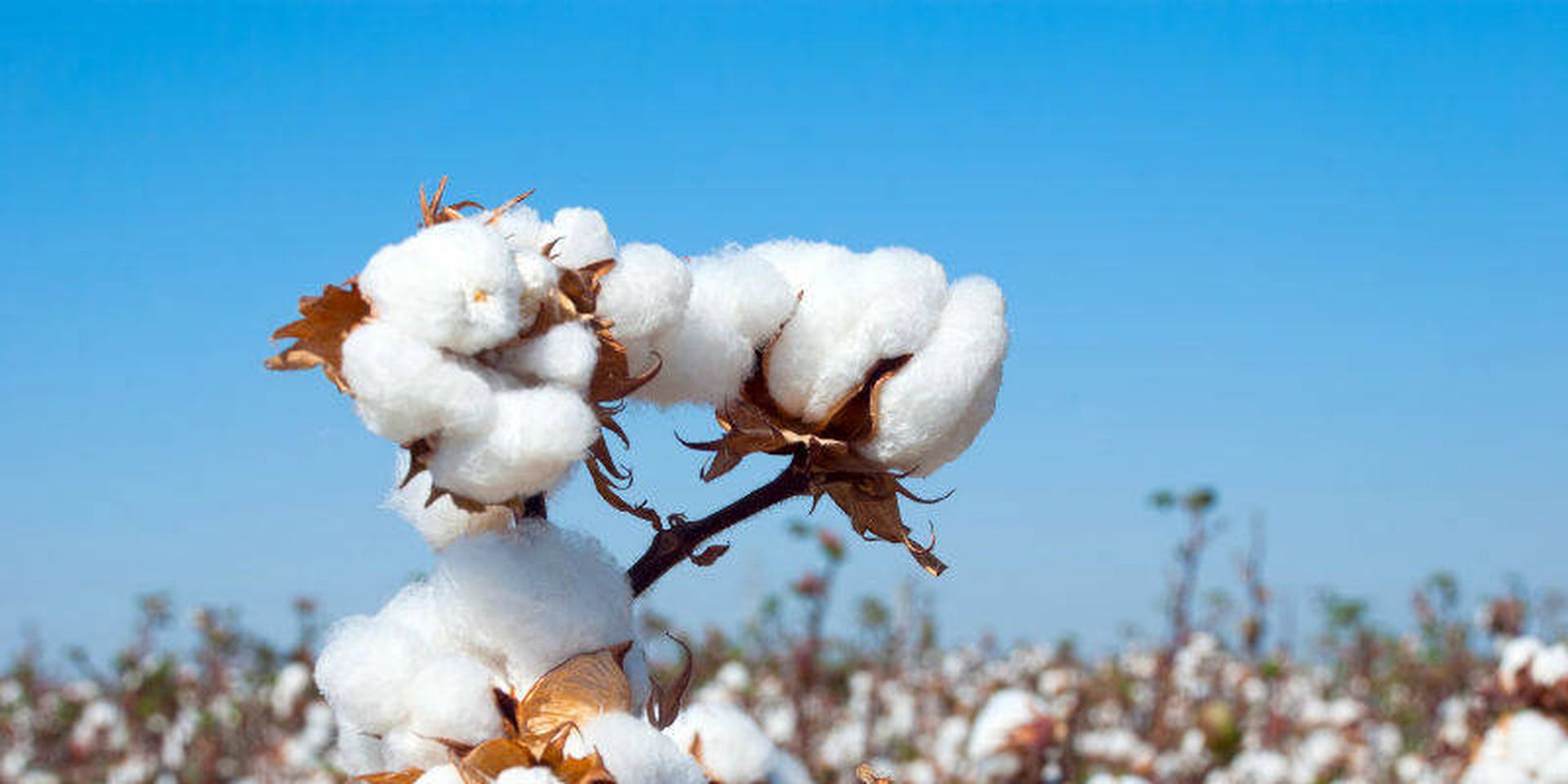 棉花价格创下近十年新高　全球服装成本面临上升