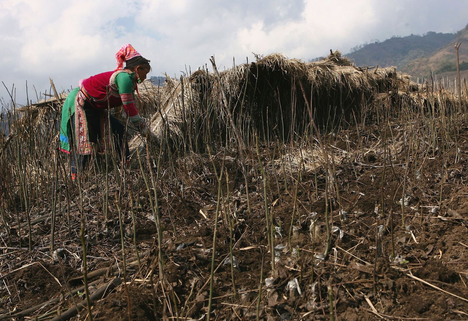 2005年,佤邦政府才禁绝种植罂粟。(Getty) 2005年,佤邦政府才禁绝种植罂粟。(Getty)
