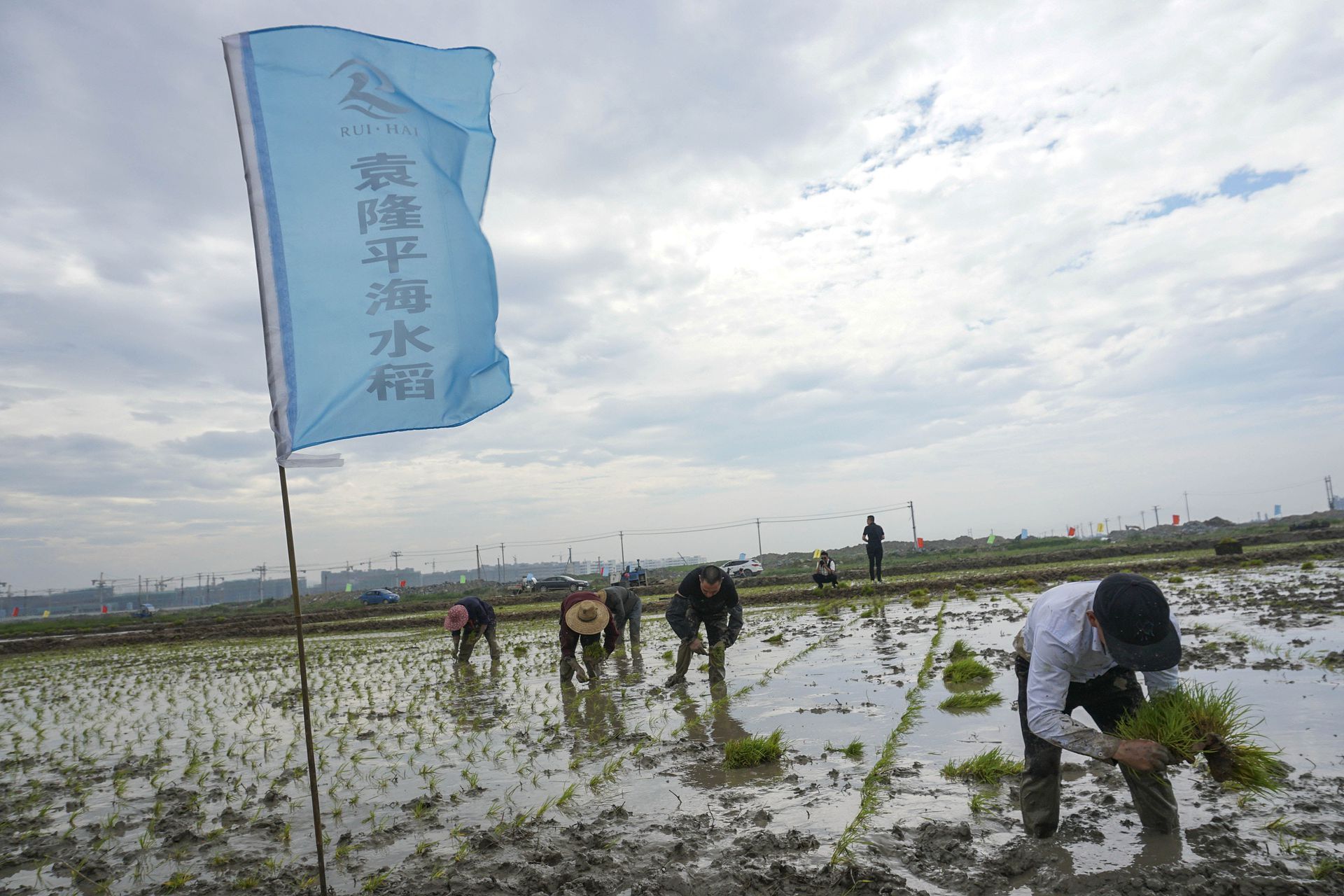 2019年6月，浙江温州农民插秧试种袁隆平海水稻。（视觉中国）