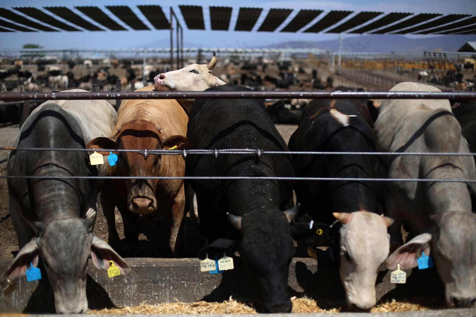2020年5月12日，中国政府正式宣布，自当日起禁止澳大利亚四家牛肉厂对华出口牛肉。（Reuters）