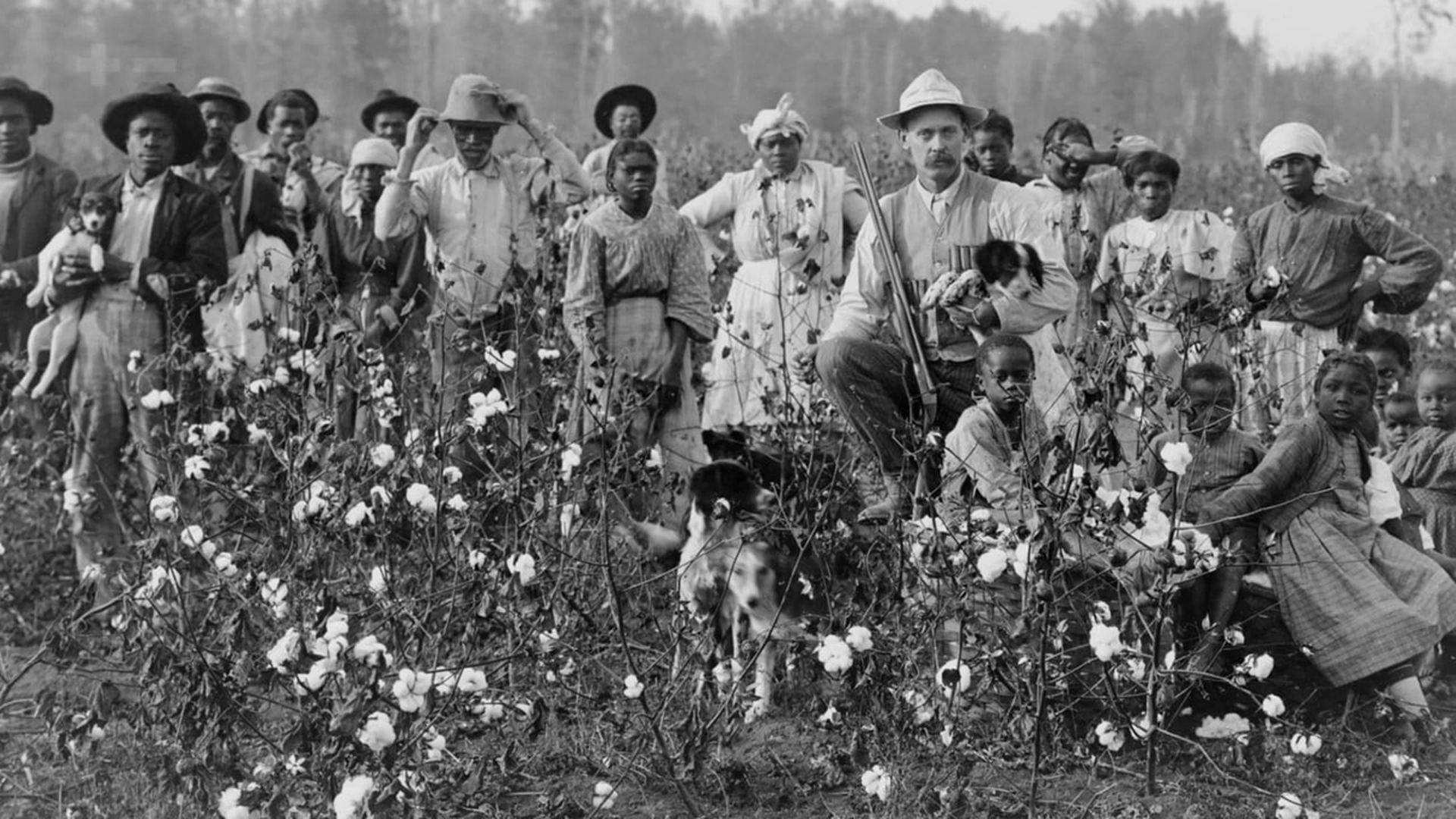 强迫奴隶种棉花的最大主犯 美国棉花帝国的诞生 多维新闻 全球