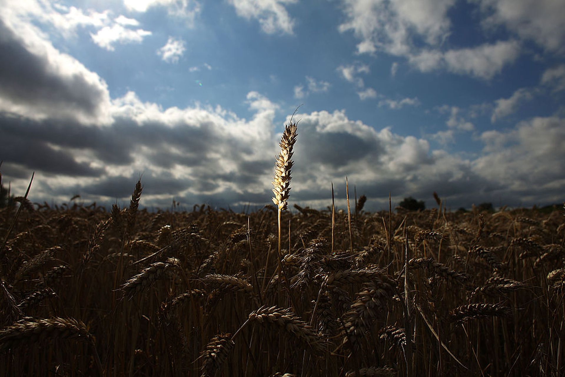 烏克蘭｜印度宣布停止出口小麥　全球糧食供應更趨緊張