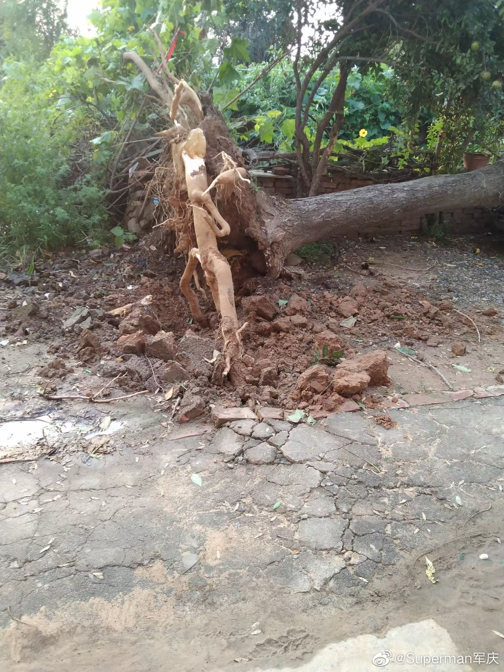 大树被刮翻,甚至连根拔起。(微博@Superman军庆) 大树被刮翻,甚至连根拔起。(微博@Superman军庆)