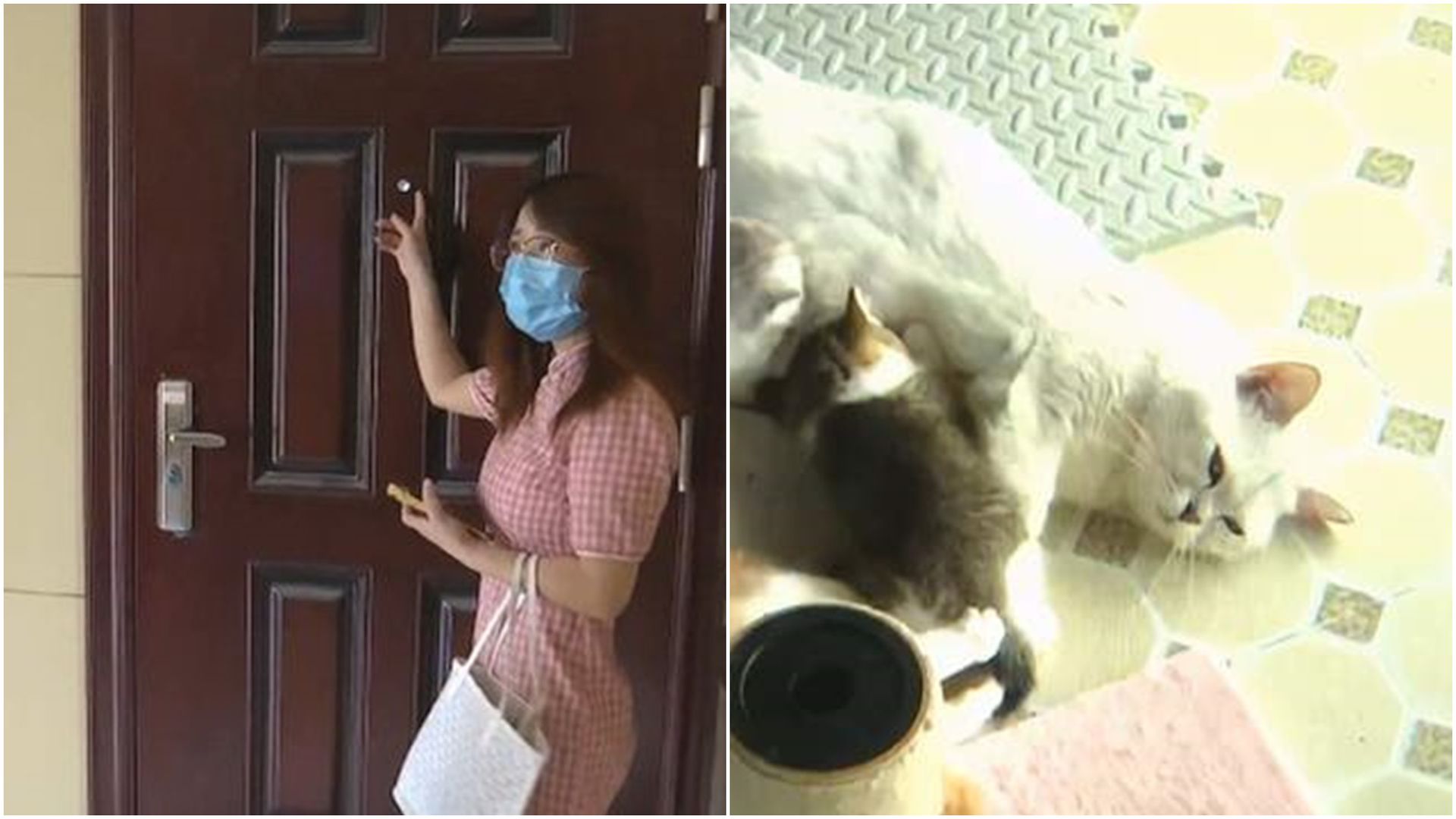 浙江女养逾40只猫挤满出租屋房东怒下逐客令 多维新闻 中国