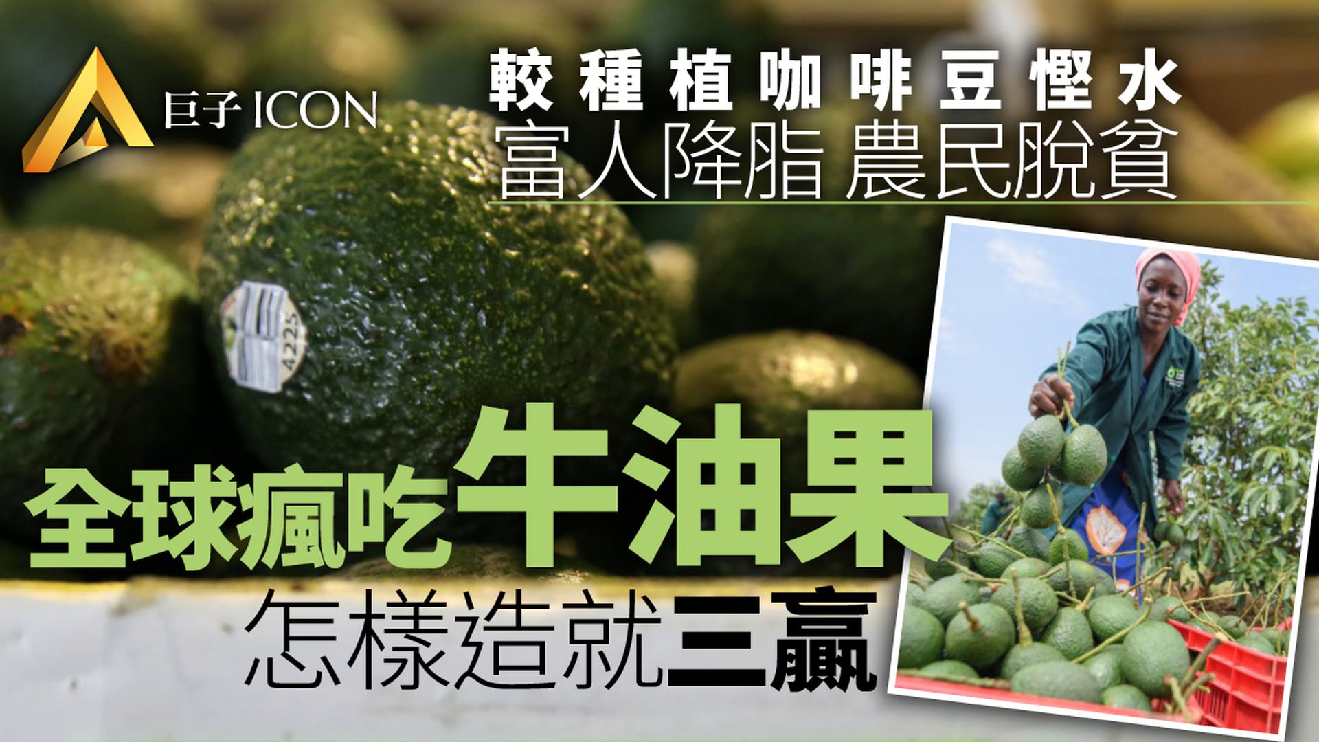 乾旱下種出「綠色黃金」 牛油果成非洲多國經濟新動力